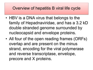 Overview of hepatitis B viral life cycle
• HBV is a DNA virus that belongs to the
family of Hepadnaviridae, and has a 3.2 kD
double stranded genome surrounded by
nucleocapsid and envelope proteins.
• All four of the open reading frames (ORFs)
overlap and are present on the minus
strand, encoding for the viral polymerase
and reverse transcriptase, envelope,
precore and X proteins.
 