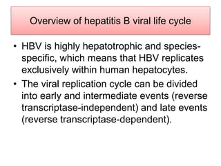 Overview of hepatitis B viral life cycle
• HBV is highly hepatotrophic and species-
specific, which means that HBV replicates
exclusively within human hepatocytes.
• The viral replication cycle can be divided
into early and intermediate events (reverse
transcriptase-independent) and late events
(reverse transcriptase-dependent).
 