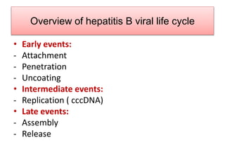 Overview of hepatitis B viral life cycle
• Early events:
- Attachment
- Penetration
- Uncoating
• Intermediate events:
- Replication ( cccDNA)
• Late events:
- Assembly
- Release
 