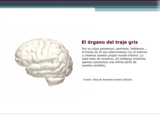 Hemisferios Cerebrales