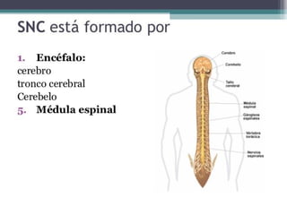 Hemisferios Cerebrales