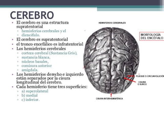 Hemisferios Cerebrales