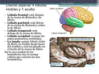 Hemisferios Cerebrales