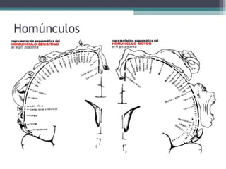 Hemisferios Cerebrales