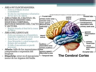 Hemisferios Cerebrales