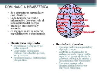 Hemisferios Cerebrales
