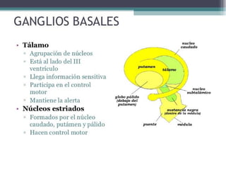 Hemisferios Cerebrales
