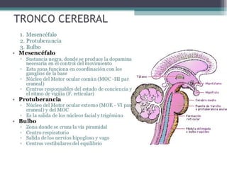Hemisferios Cerebrales