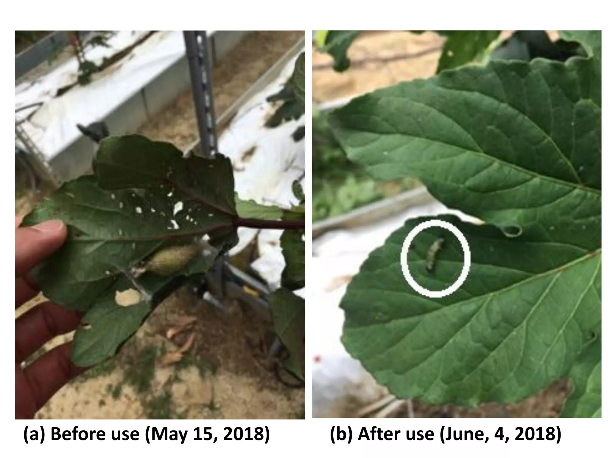 (a) Before use (May 15, 2018) (b) After use (June, 4, 2018)
 