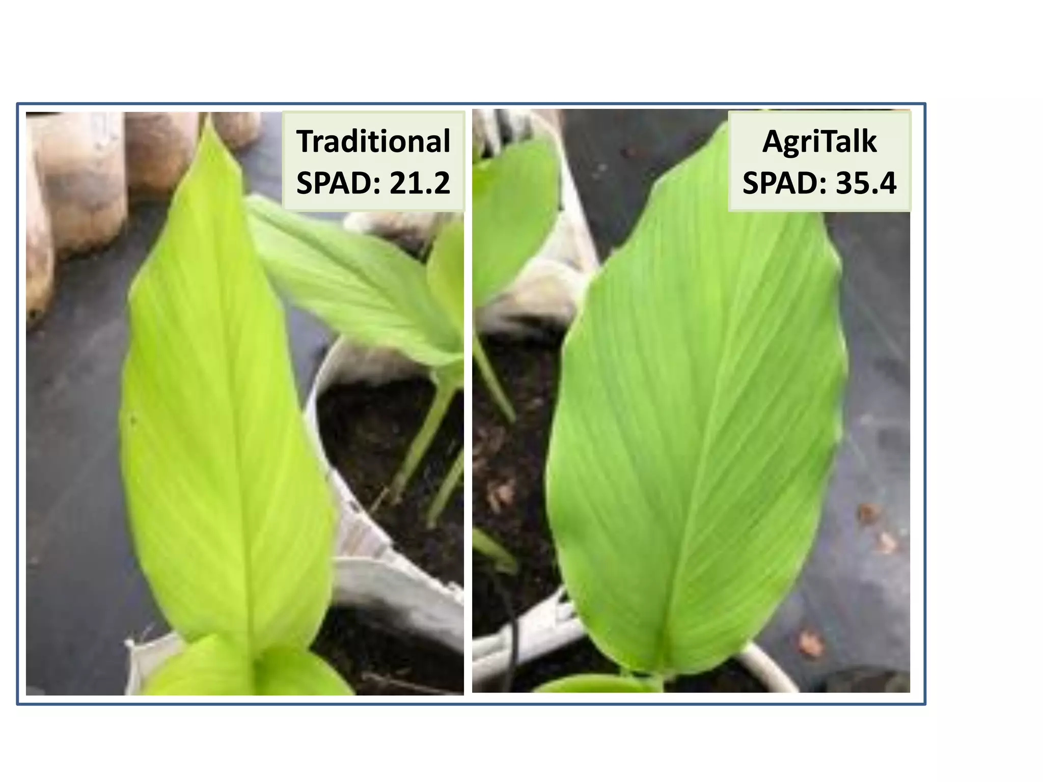 AgriTalk
SPAD: 35.4
Traditional
SPAD: 21.2
 