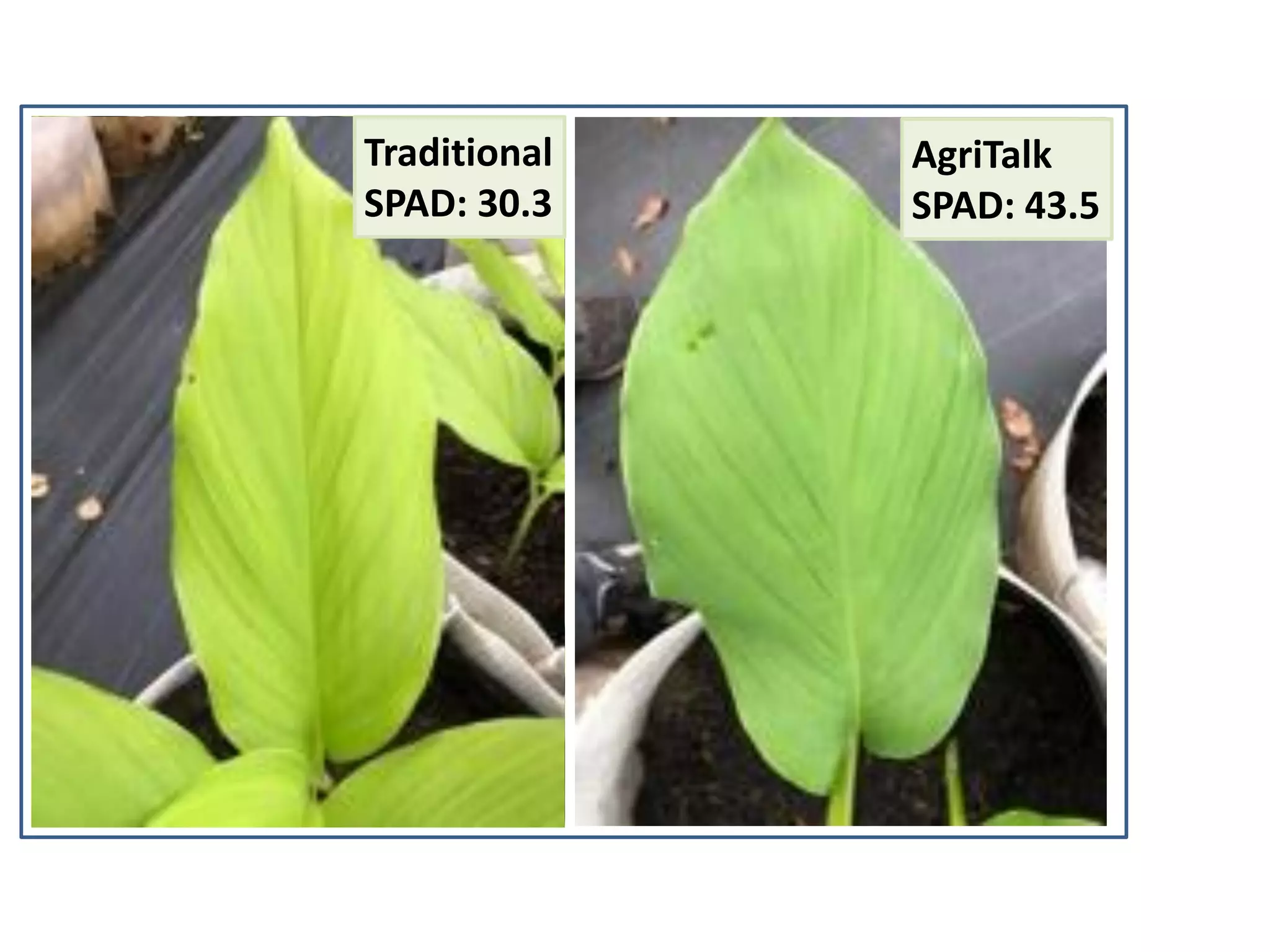 Traditional
SPAD: 30.3
AgriTalk
SPAD: 43.5
 