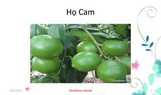 Họ Cam
10/12/2015 Chanh(Citrus limonia) 3
 