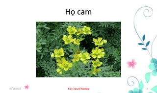 Họ cam
10/12/2015 Cây cửu lý hương 4
 