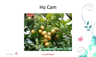 Họ Cam
10/12/2015 Cây quất hồng bì 5
 