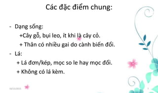 Các đặc điểm chung:
- Dạng sống:
+Cây gỗ, bụi leo, ít khi là cây cỏ.
+ Thân có nhiều gai do cành biến đổi.
- Lá:
+ Lá đơn/kép, mọc so le hay mọc đối.
+ Không có lá kèm.
10/12/2015 7
 