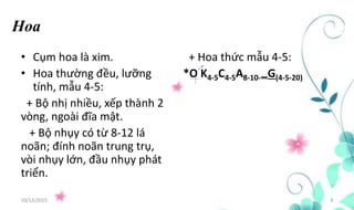 • Cụm hoa là xim.
• Hoa thường đều, lưỡng
tính, mẫu 4-5:
+ Bộ nhị nhiều, xếp thành 2
vòng, ngoài đĩa mật.
+ Bộ nhụy có từ 8-12 lá
noãn; đính noãn trung trụ,
vòi nhụy lớn, đầu nhụy phát
triển.
10/12/2015 9
Hoa
+ Hoa thức mẫu 4-5:
*O K4-5C4-5A8-10-∞G(4-5-20)
 