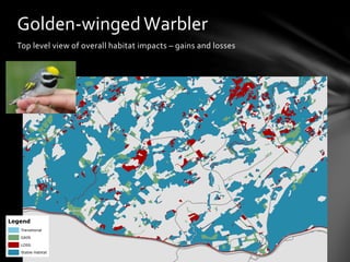 Top	
  level	
  view	
  of	
  overall	
  habitat	
  impacts	
  –	
  gains	
  and	
  losses	
  
Golden-­‐winged	
  Warbler	
  
Legend
Transitional
GAIN
LOSS
Stable Habitat
 