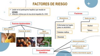 FACTORES DE RIESGO
Toxinas Ambientales
Factores
Aflatoxina B1
Nueces de betel
Estilo de vida
Metabólicos
Enfermedad de hígado
graso no alcohólico
Diabetes mellitus
Obesidad
Alcohol
Tabaco
 Lesión en el parénquima hepático que resulta en
cirrosis
 Infección crónica por el virus de la hepatitis B o VHC
Agua
contaminada
Susceptibilidad
Genética
Hemocromatosis
Deficiencia de alfa-1
antitripsina
Porfiria intermitente aguda
 