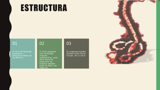 ESTRUCTURA
El virus de Marburgo
presenta la
estructura clásica de
los filovirus.
01
El virión presenta
una morfología
irregular
(pleomórfica), pues
tiene forma de
bastoncillo de
longitud variable
entre los 800 y los
1400 nm.
02
En ocasiones pueden
también tener forma
circular, de U o de 6.
03
5
 
