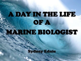 A DAY IN THE LIFE
OF A
MARINE BIOLOGIST
Sydney Ednie
 