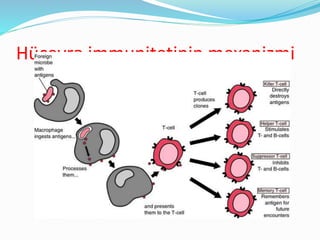 Hüceyrə immunitetinin mexanizmi
 