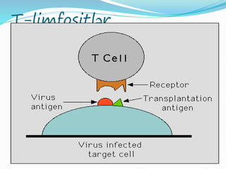 T-limfositlər
 