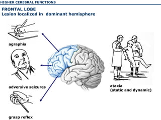 The physiology of the higher cerebellar functions | PPT