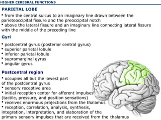 The physiology of the higher cerebellar functions | PPT