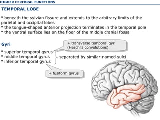 Temporal Gyrus Function The physiology of the higher cerebellar functions | PPT