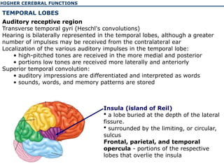 The physiology of the higher cerebellar functions | PPT