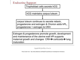 Picture taken from : http://www.slideshare.net/NadaGYoussef/lecture-4-development-inheritance