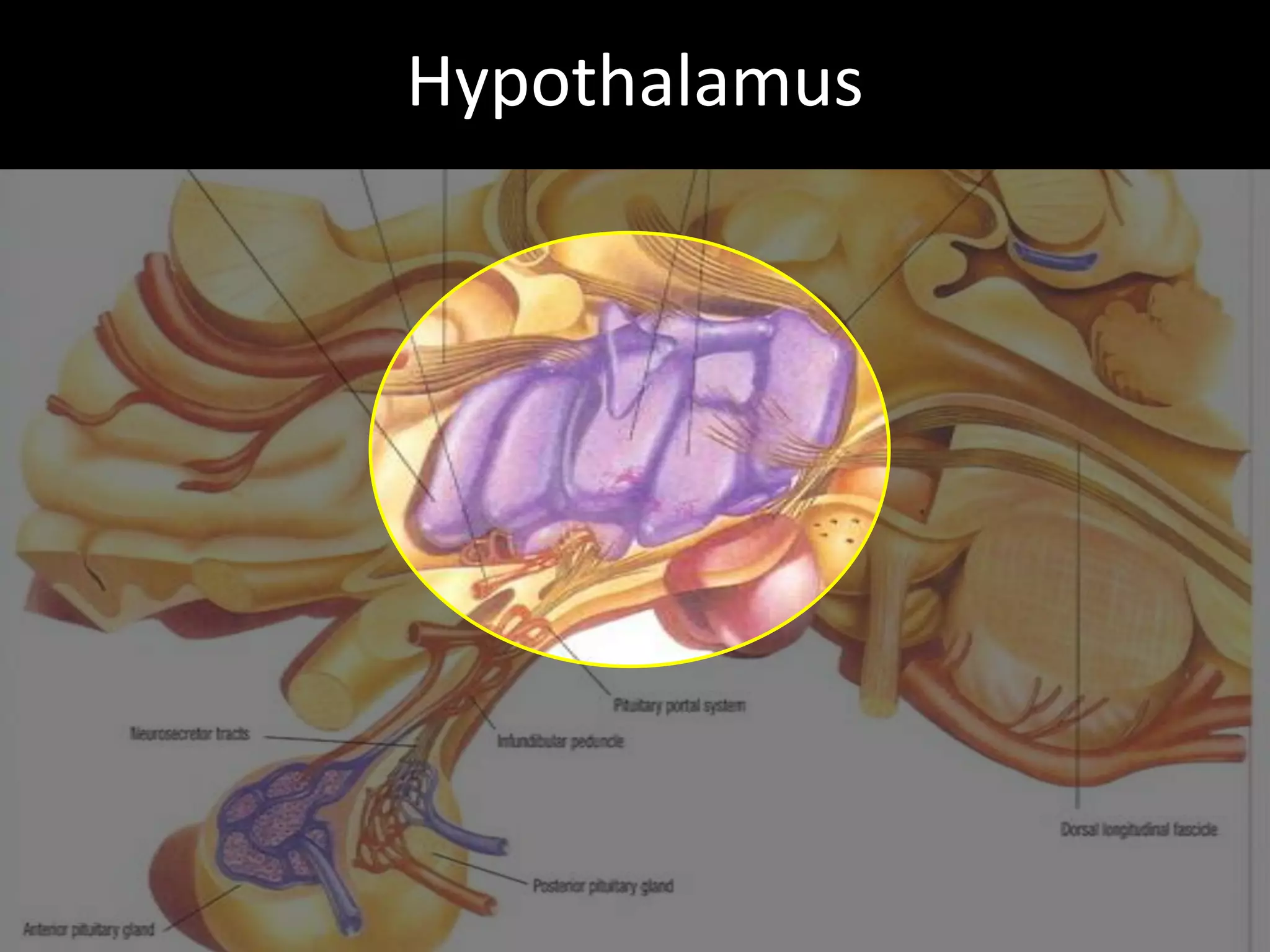 Hcg Protocol Low Calorie Diet