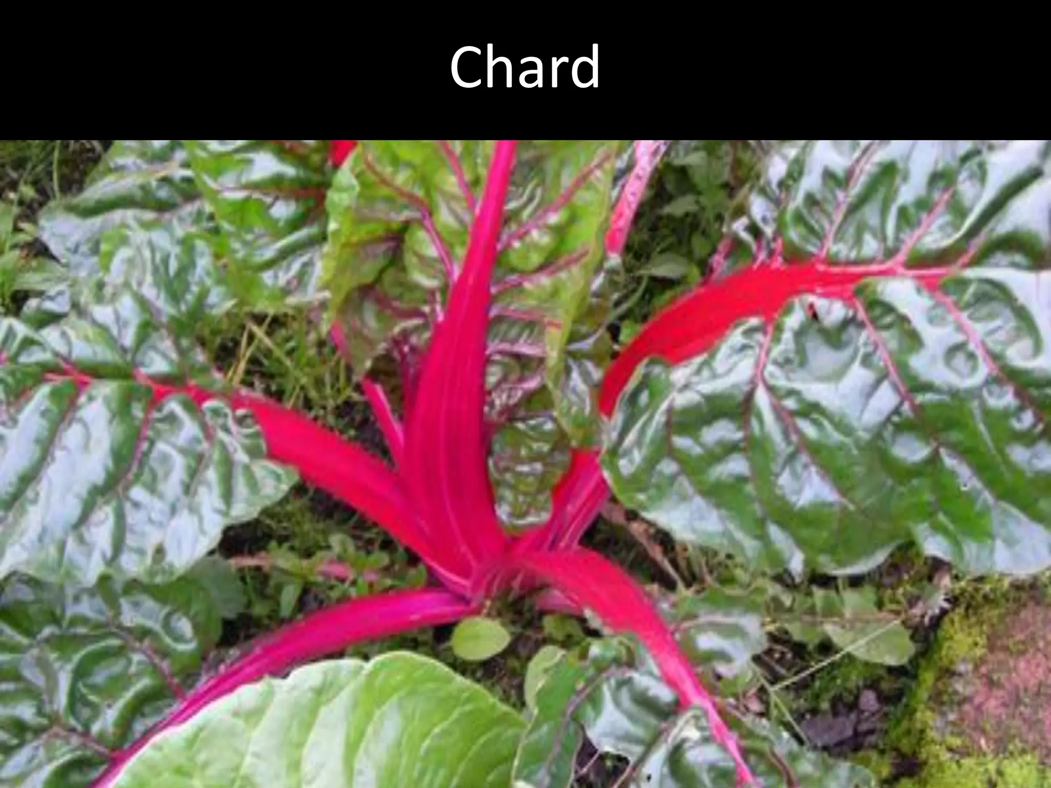 Hcg Protocol Low Calorie Diet