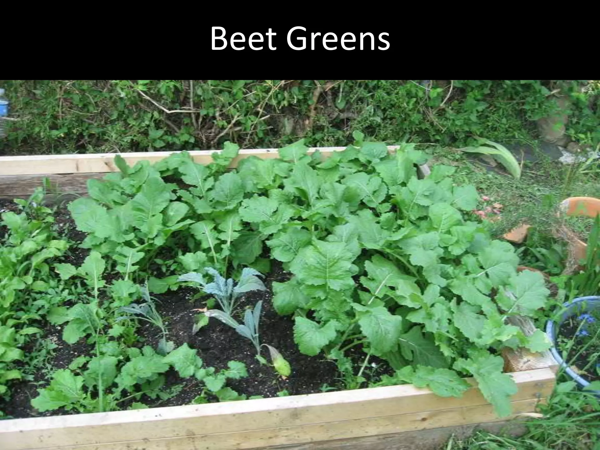 Hcg Protocol Low Calorie Diet