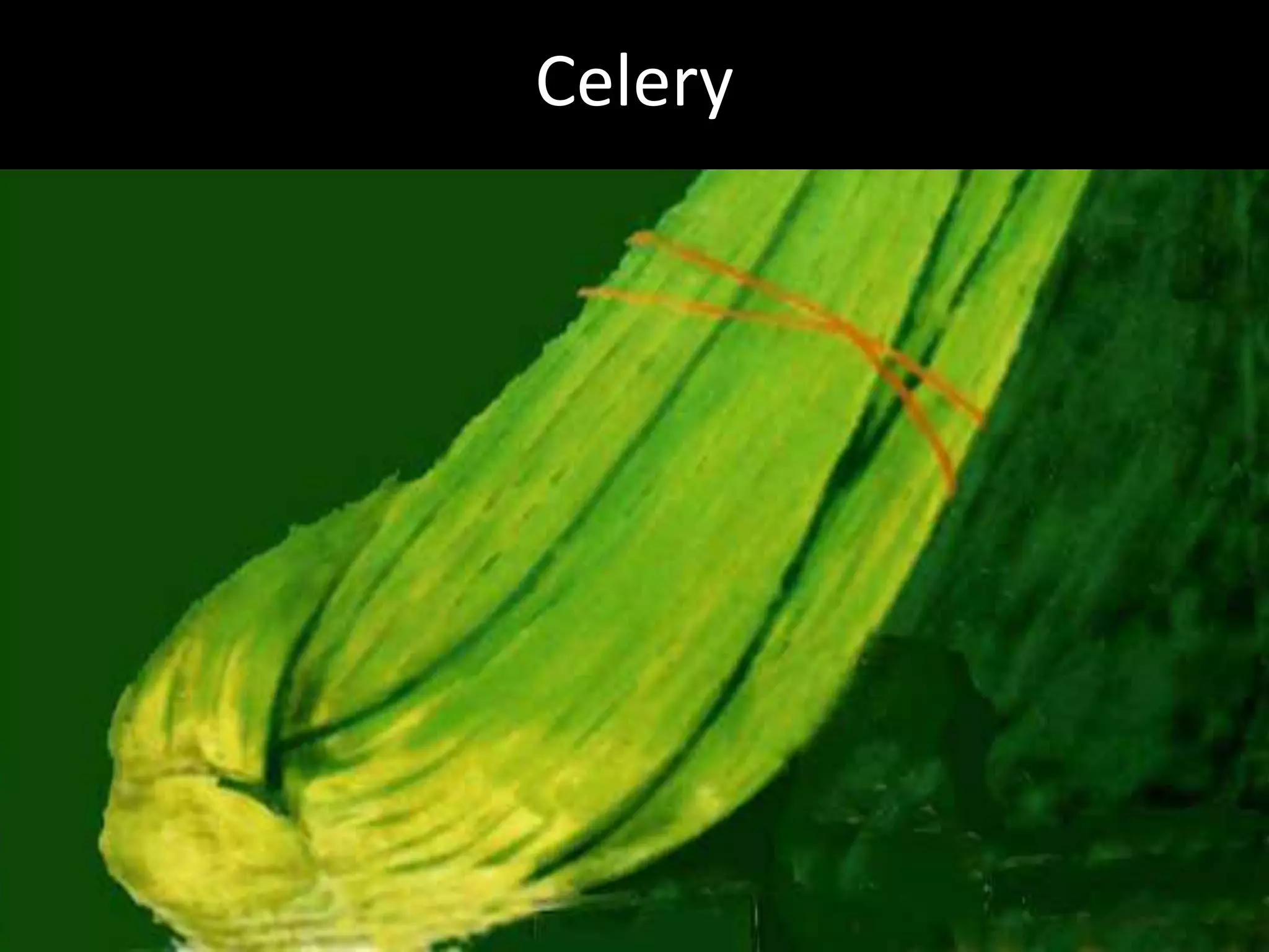 Hcg Protocol Low Calorie Diet