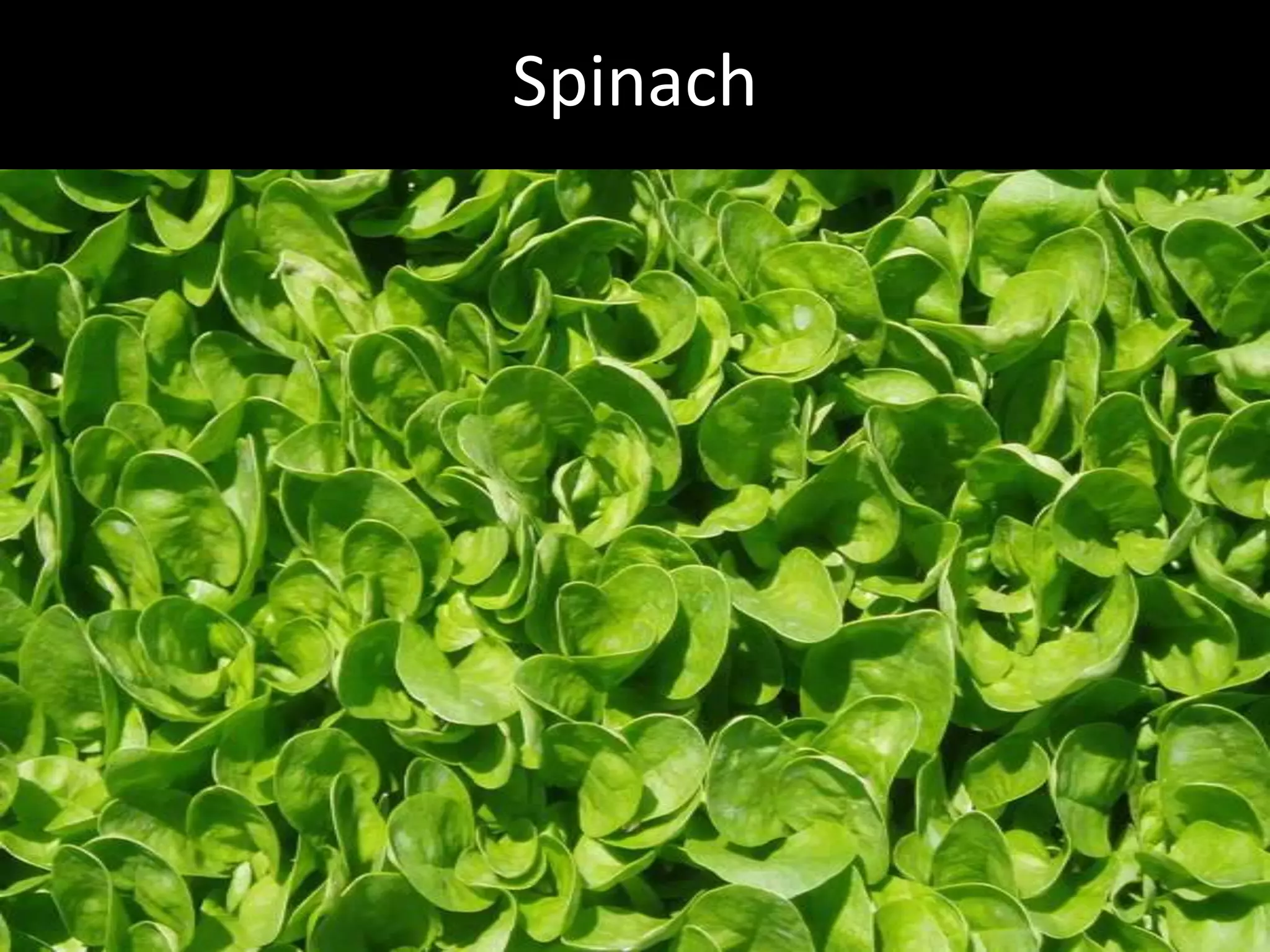 Hcg Protocol Low Calorie Diet