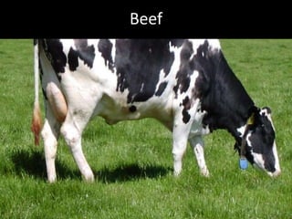 Hcg Protocol Low Calorie Diet