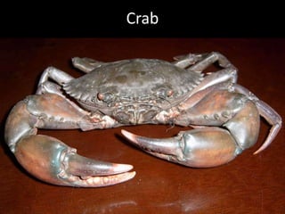 Hcg Protocol Low Calorie Diet