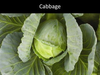 Hcg Protocol Low Calorie Diet