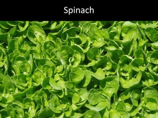 Hcg Protocol Low Calorie Diet