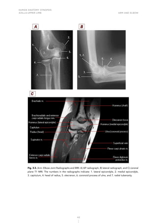 human-anatomy-synopsis-axilla-upper-limb.pdf