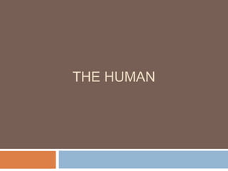 THE HUMAN
 
