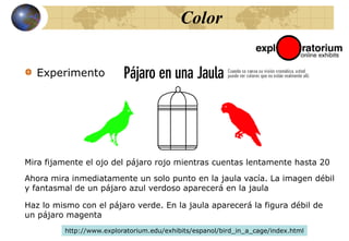 Mira fijamente el ojo del pájaro rojo mientras cuentas lentamente hasta 20
Color
http://www.exploratorium.edu/exhibits/espanol/bird_in_a_cage/index.html
Experimento
Ahora mira inmediatamente un solo punto en la jaula vacía. La imagen débil
y fantasmal de un pájaro azul verdoso aparecerá en la jaula
Haz lo mismo con el pájaro verde. En la jaula aparecerá la figura débil de
un pájaro magenta
20191817161514131211109876543210
 