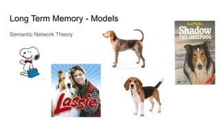 Long Term Memory - Models
Semantic Network Theory
 