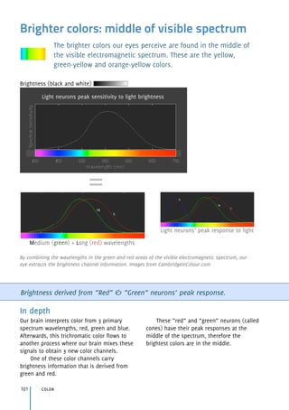 Brighter colors: middle of visible spectrum
The brighter colors our eyes perceive are found in the middle of
the visible electromagnetic spectrum. These are the yellow,
green-yellow and orange-yellow colors.
Brightness derived from “Red” & “Green” neurons’ peak response.
In depth
Our brain interprets color from 3 primary
spectrum wavelengths, red, green and blue.
Afterwards, this trichromatic color flows to
another process where our brain mixes these
signals to obtain 3 new color channels.
One of these color channels carry
brightness information that is derived from
green and red.
These “red” and “green” neurons (called
cones) have their peak responses at the
middle of the spectrum, therefore the
brightest colors are in the middle.
color101
Light neurons peak sensitivity to light brightness
Brightness (black and white)
=
Medium (green) + Long (red) wavelengths
Light neurons’ peak response to light
By combining the wavelengths in the green and red areas of the visible electromagnetic spectrum, our
eye extracts the brightness channel information. Images from CambridgeinColour.com
 