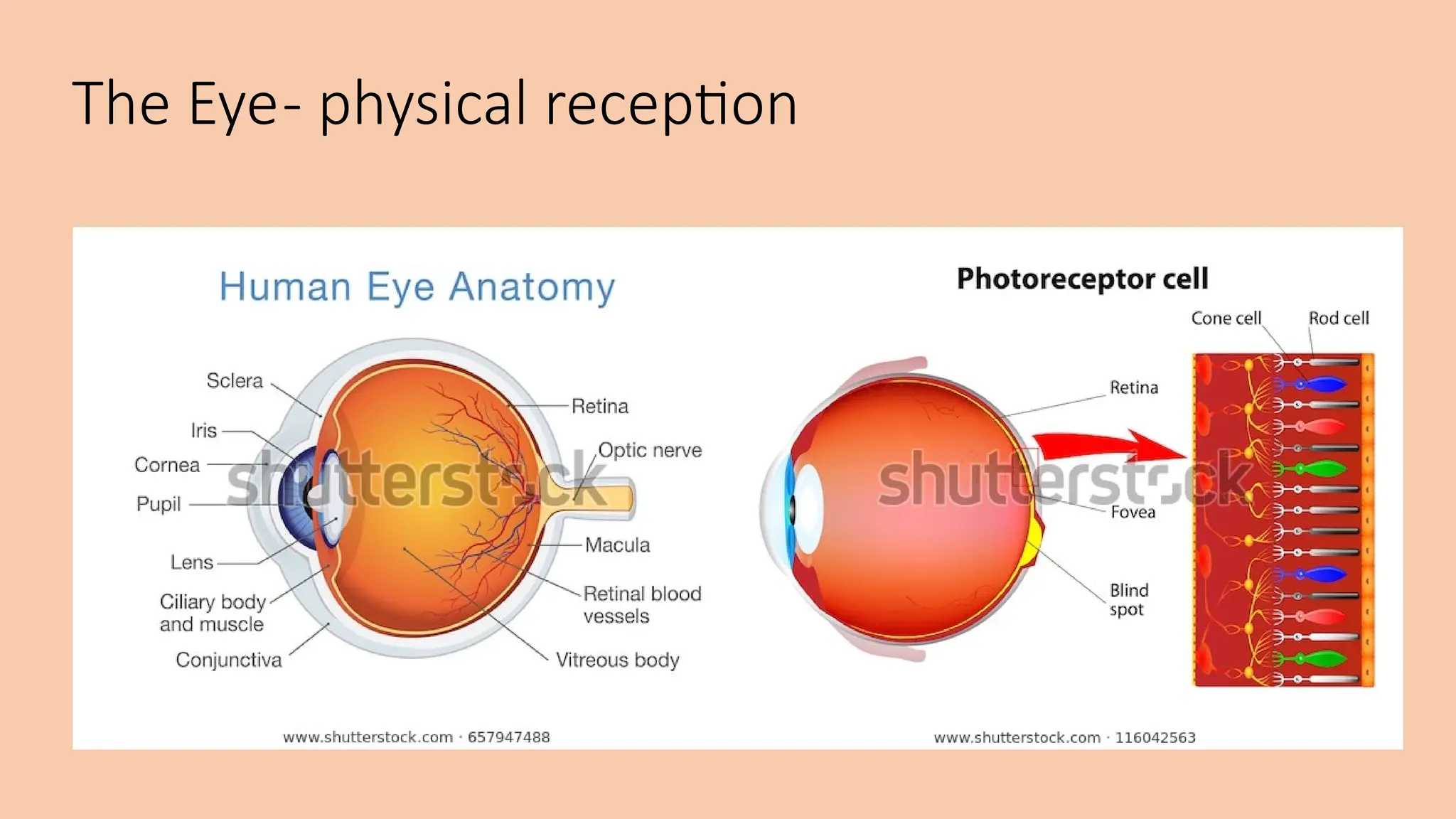 The Eye- physical reception
 