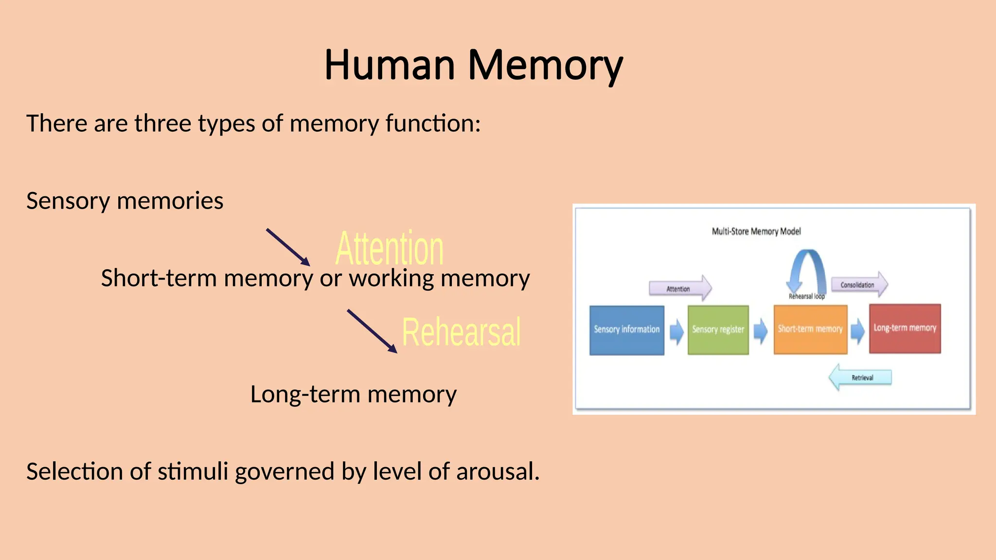 Human Memory
There are three types of memory function:
Sensory memories
Short-term memory or working memory
Long-term memory
Selection of stimuli governed by level of arousal.
 