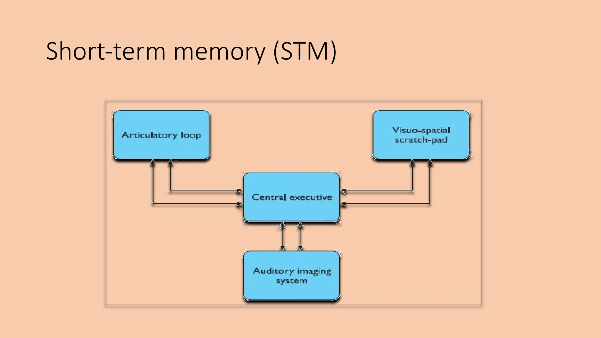 Short-term memory (STM)
 