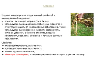 Астрагал
Издавна используется в традиционной китайской и
аюрведической медицине:
✓ приносит витальную энергию (Ци в Китае),
✓ используется для оживления ослабленных субъектов и
стимуляции защиты от инфекционных заболеваний, также
используется для управления многими состояниями,
включая усталость, снижение аппетита, процесс
заживления, проблемы с печенью и почками, раковые
заболевания.
Свойства:
➢ иммуностимулирующая активность,
➢ противовоспалительная активность,
➢ антиоксидантная активность,
➢ активация теломеразы, позволяющая уменьшить процент коротких теломер.
 