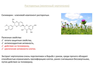 Расторопша (молочный чертополох)
Силимарин : ключевой компонент расторопши.
Экстракт чертополоха очень перспективен в борьбе с раком, среди прочего обладает
способностью ограничивать пролиферацию клеток, ранее считавшихся бессмертными,
путем действия на теломеразу.
Полезные свойства:
✓ гепато-защитные свойства,
✓ антиоксидантная активность,
✓ действие на теломеразу,
✓ увеличение активности клеток.
 